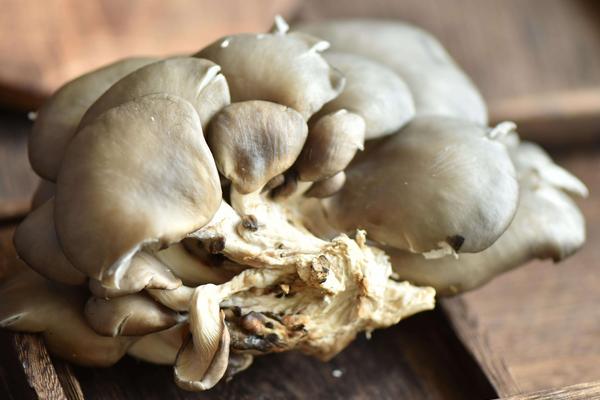 袋裝平菇種植技術