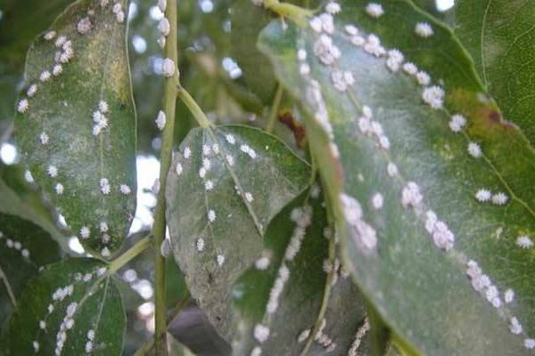 松脂酸鈉作用功效