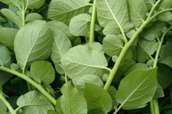 松脂酸鈉作用功效