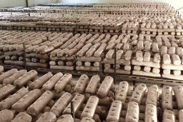 袋裝平菇種植技術