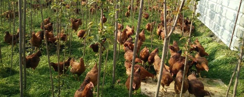 放養雞的利潤與成本，詳細核算分析