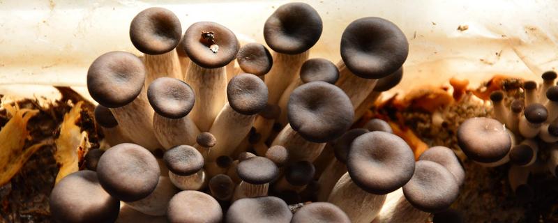 袋裝平菇種植技術(shù)與管理