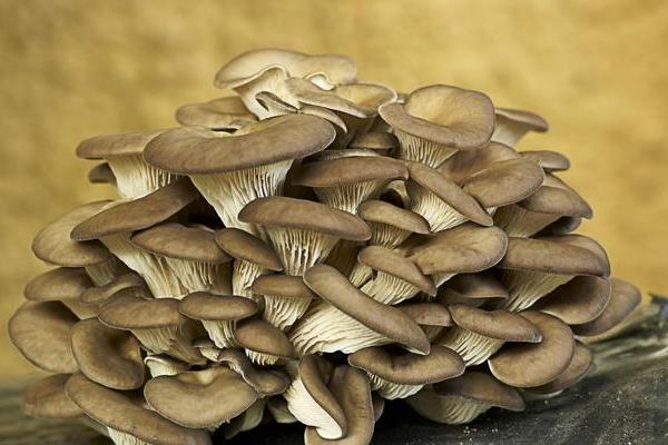 袋裝平菇種植技術