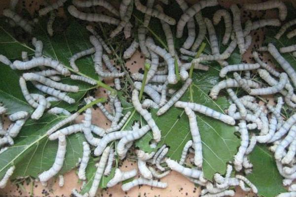 農(nóng)村創(chuàng)業(yè)好項(xiàng)目養(yǎng)殖類