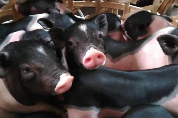 農(nóng)村創(chuàng)業(yè)好項(xiàng)目養(yǎng)殖類