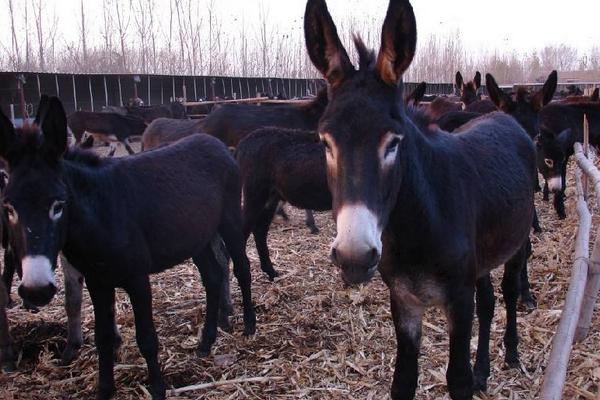 農(nóng)村創(chuàng)業(yè)好項(xiàng)目養(yǎng)殖類