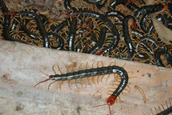 農(nóng)村創(chuàng)業(yè)好項(xiàng)目養(yǎng)殖類