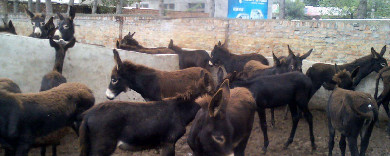 農(nóng)村創(chuàng)業(yè)好項(xiàng)目養(yǎng)殖類