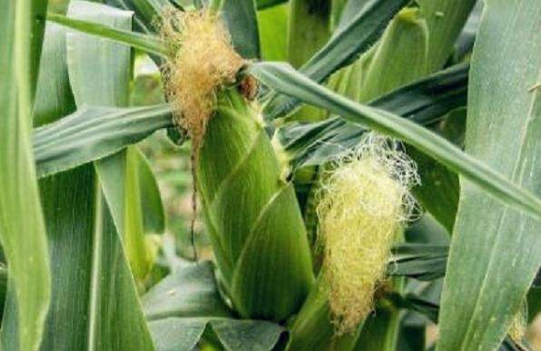 登海685玉米種介紹