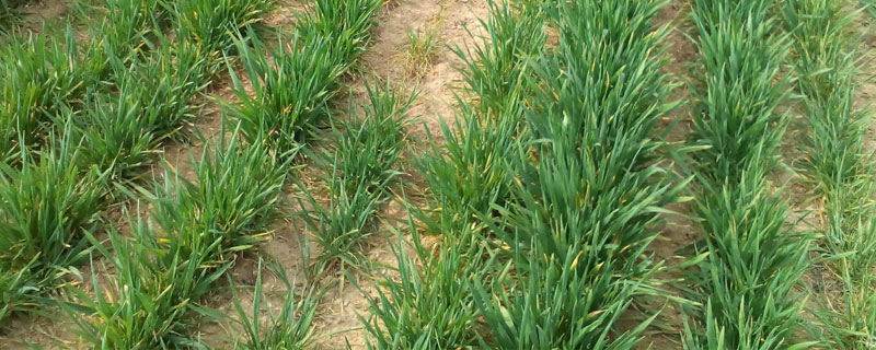 打麥除草劑啥溫度？10度以上施用效果較好