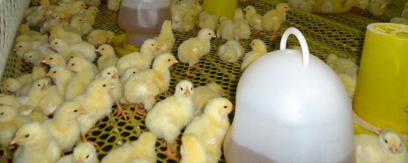 小雞脫溫要幾天？春天42天，夏秋35天，冬天50天