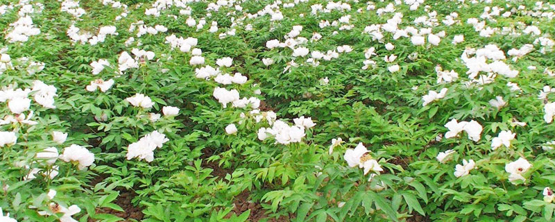 油用牡丹育苗和栽培技術(shù)，8至10月育苗播種