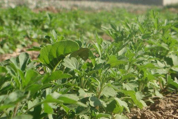 防風種植技術要點