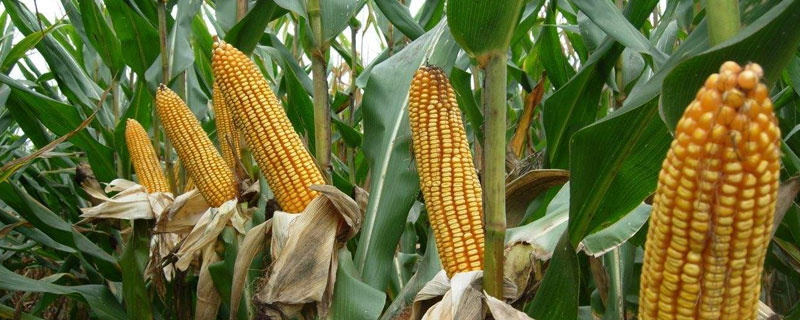 保收606玉米品種介紹，畝產量為674公斤