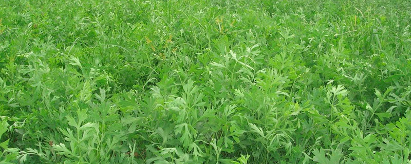 防風種植技術要點,根段繁殖當年采收,種子播種2年收獲