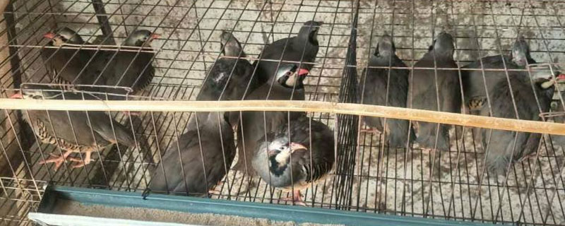 農村養殖小投資創業項目大全