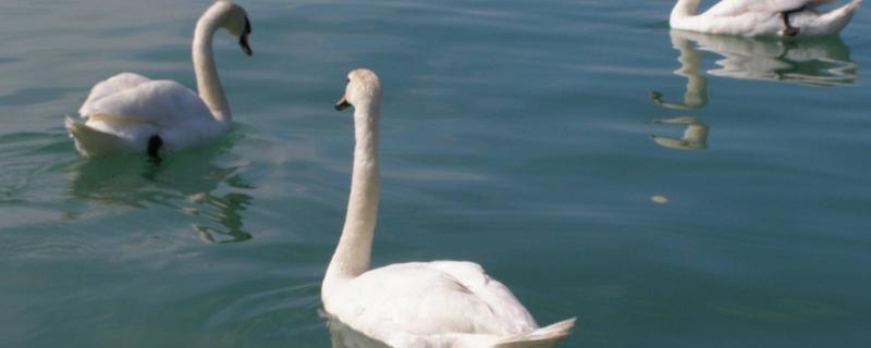 養鵝經濟效益好,規模養殖有難度