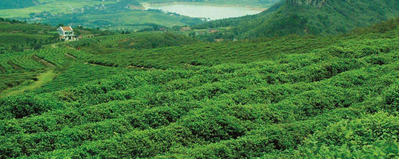 農村種植好項目，5個項目分析