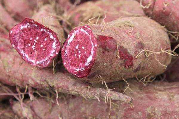 農村種植好項目