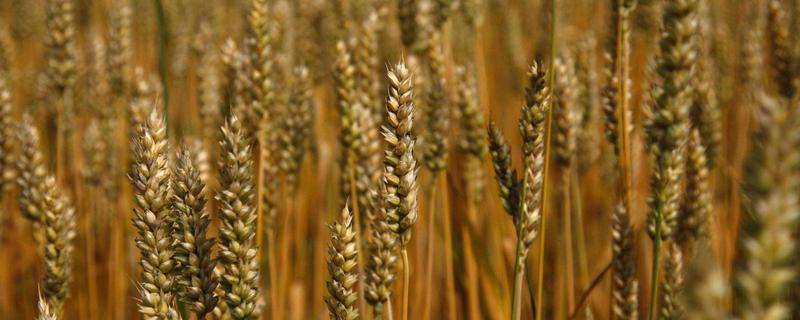 冬小麥追肥時間，根據苗情生長情況而定