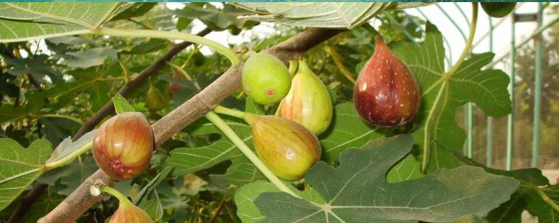 無花果喜歡什么肥料，鈣氮肥鉀肥磷肥