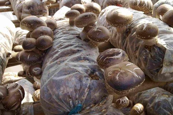 香菇的種植方法及原料