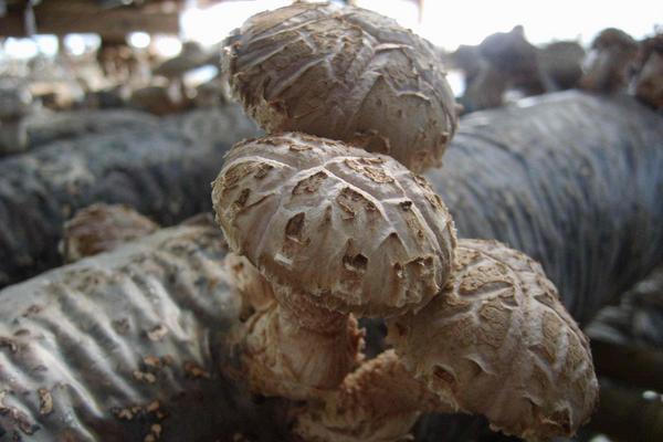 香菇的種植方法及原料