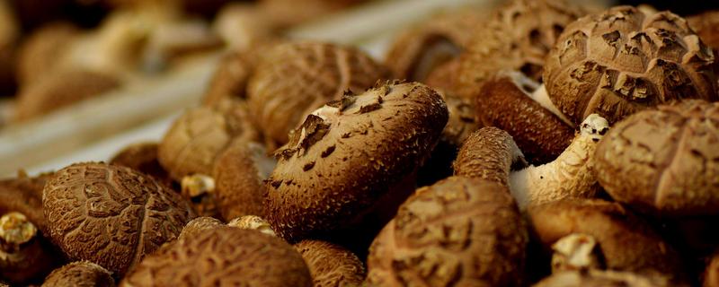 香菇的種植方法及原料