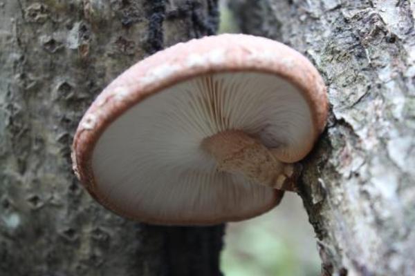 香菇的種植方法及原料