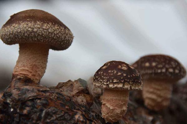 香菇的種植方法及原料