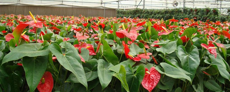 紅掌施什么肥料長得快？促進開花