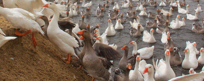 哪里有正規的養鵝場