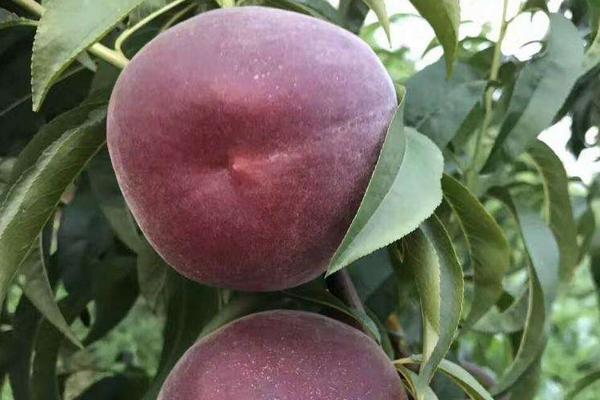 黑桃皇后桃樹品種介紹