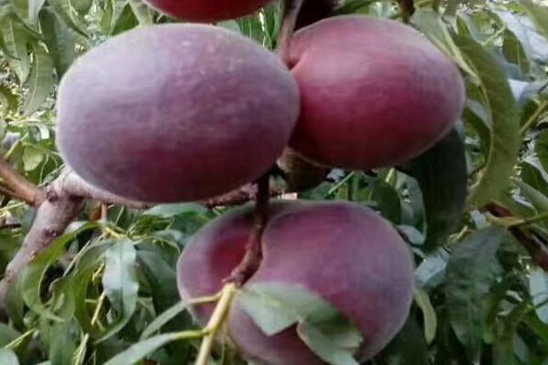 黑桃皇后桃樹品種介紹