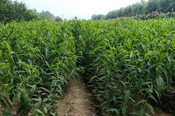 黑桃皇后桃樹品種介紹