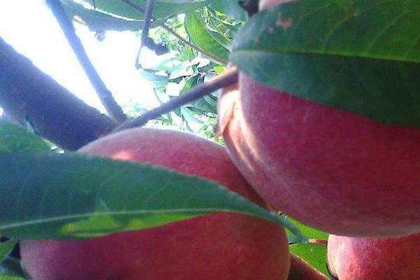 黑桃皇后桃樹品種介紹