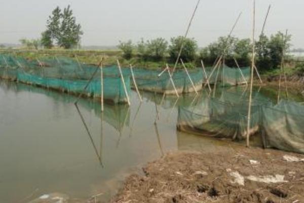 哪里有龍蝦養殖基地