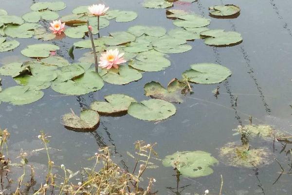 哪里有龍蝦養殖基地