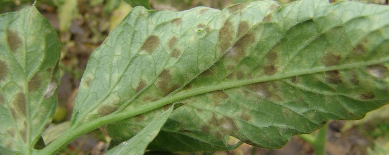 葉霉病用什么藥？特效藥的使用方法和注意事項