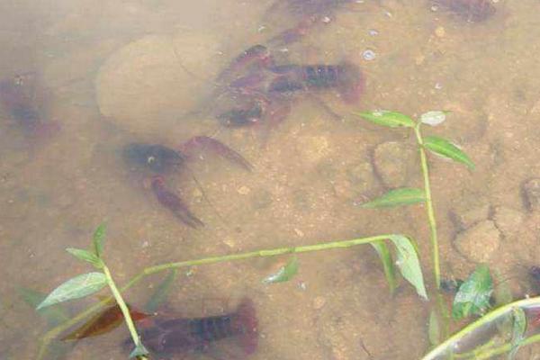 哪里有龍蝦養殖基地