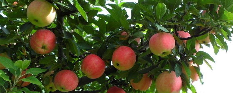 一至三年的蘋果樹修剪,刻芽摘心開角的具體方法