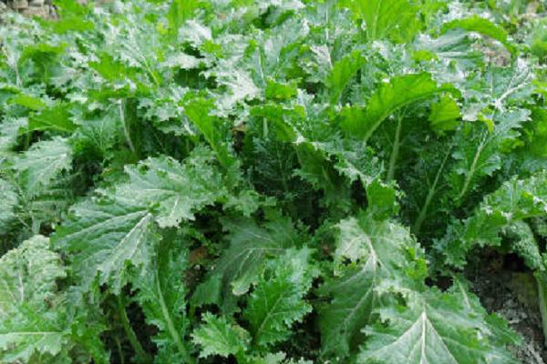 芥菜農村叫什么菜