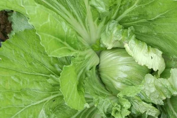 芥菜農村叫什么菜