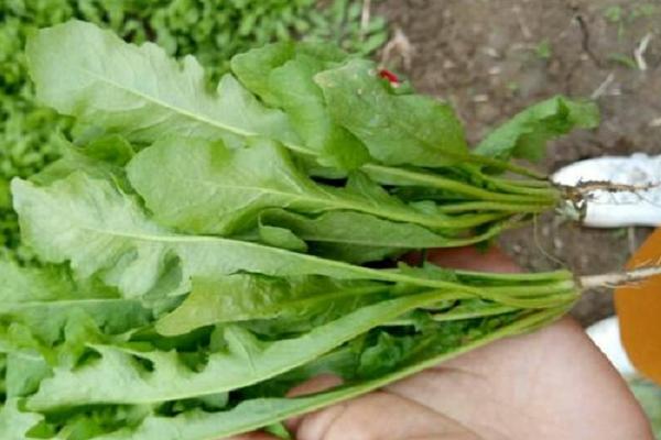 芥菜農村叫什么菜