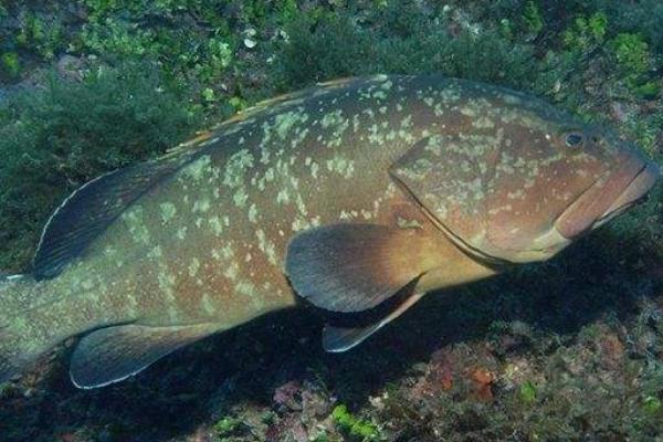 石斑魚養(yǎng)殖周期和成本