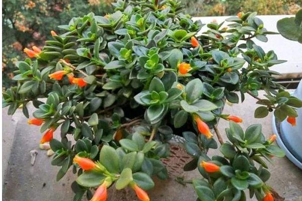 金魚吊蘭用什么肥