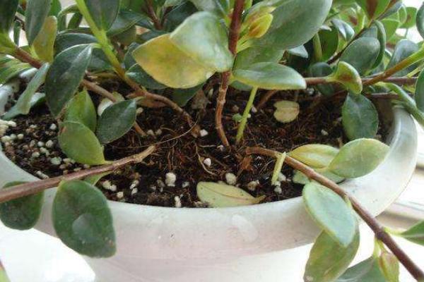 金魚吊蘭用什么肥