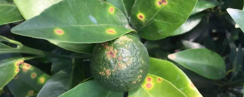 阿維高氯主要作用，防治蔬菜蟲害和果樹蟲害