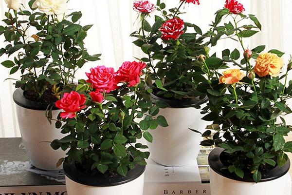 四季小玫瑰的養殖方法