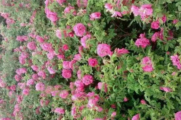 四季小玫瑰的養殖方法